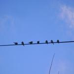 ptice na žici