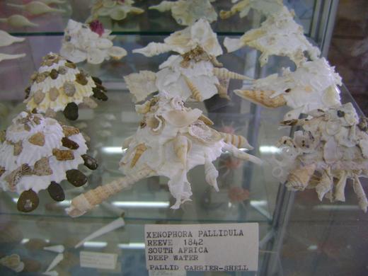 Xenophora pallidula