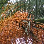 Kanarska palma