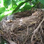 vogel nest