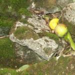 Kamenje cuva dve jabuke